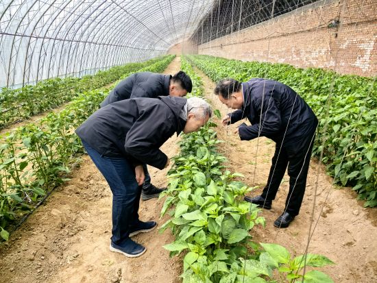 辽宁阜新：校地合作赋能设施农业 科技创新护航乡村振兴