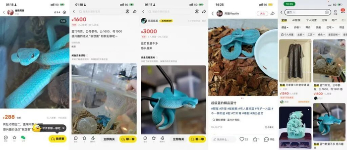 有剧毒！《疯狂动物城2》“盖瑞同款小蓝蛇”上架网购平台，律师提醒