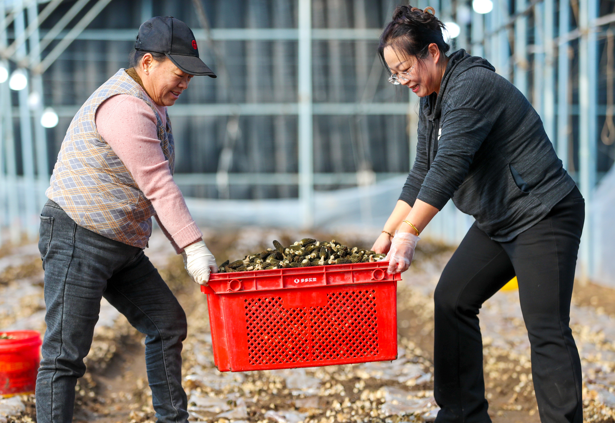莱西农民采收羊肚菌 种植产业撑起乡村致富伞