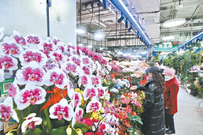 “五花马”形状花盆 马背上栽种兜兰取“马上兜兰（都来）”好彩头 年宵花市以“马”为媒新意浓