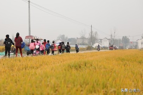 乡村科技教育师资短缺_乡村教育双基达标_乡村教育