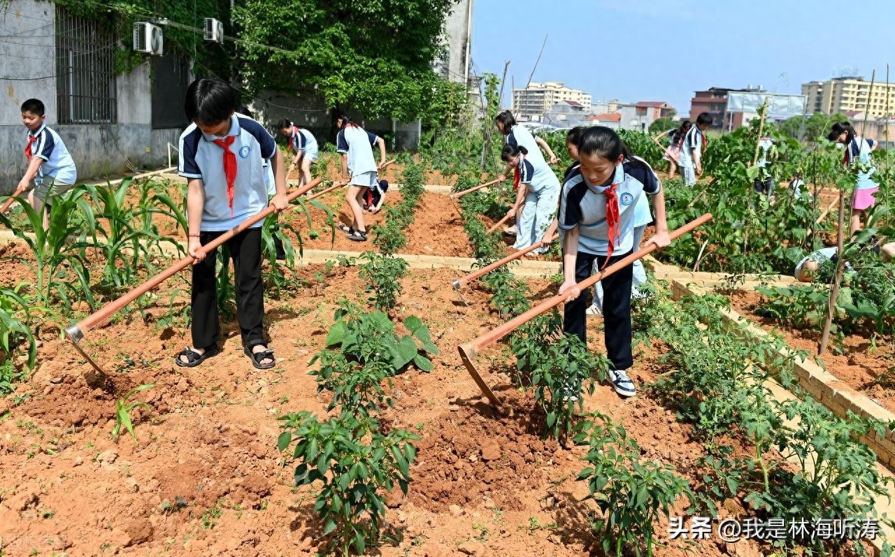 从乡土文化到基础教育，农村教育能不能找到新的振兴之路