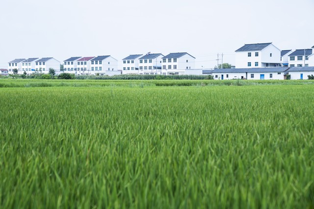 粮食安全产业升级_农业农村现代化_乡村振兴