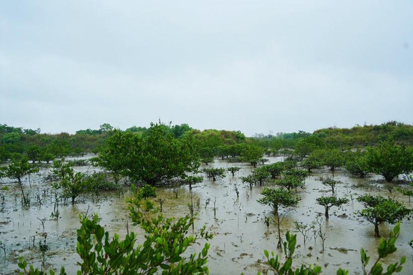 雨中共筑生态屏障 高丝雪肌精携手海洋卫士OceanWe守护红树林