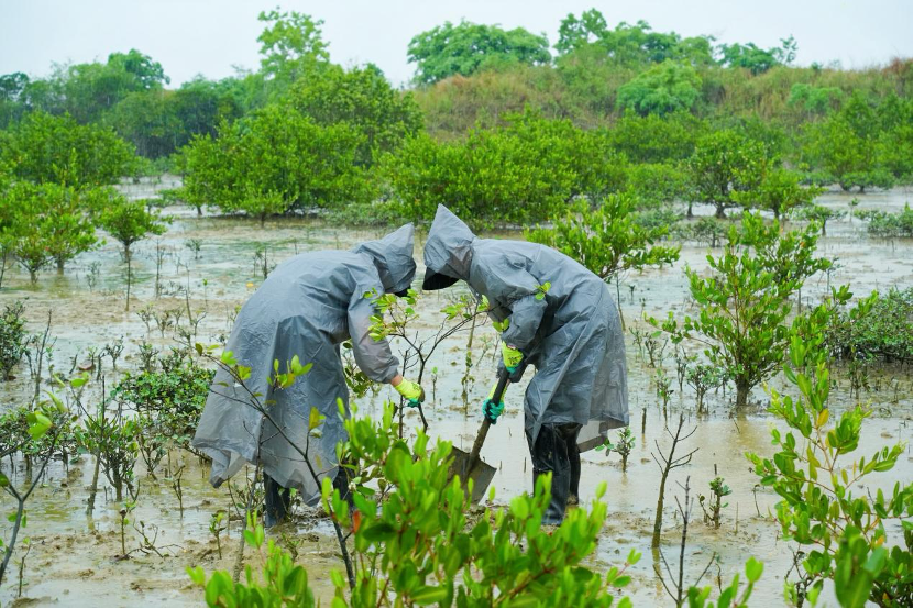 雨中共筑生态屏障 高丝雪肌精携手海洋卫士OceanWe守护红树林